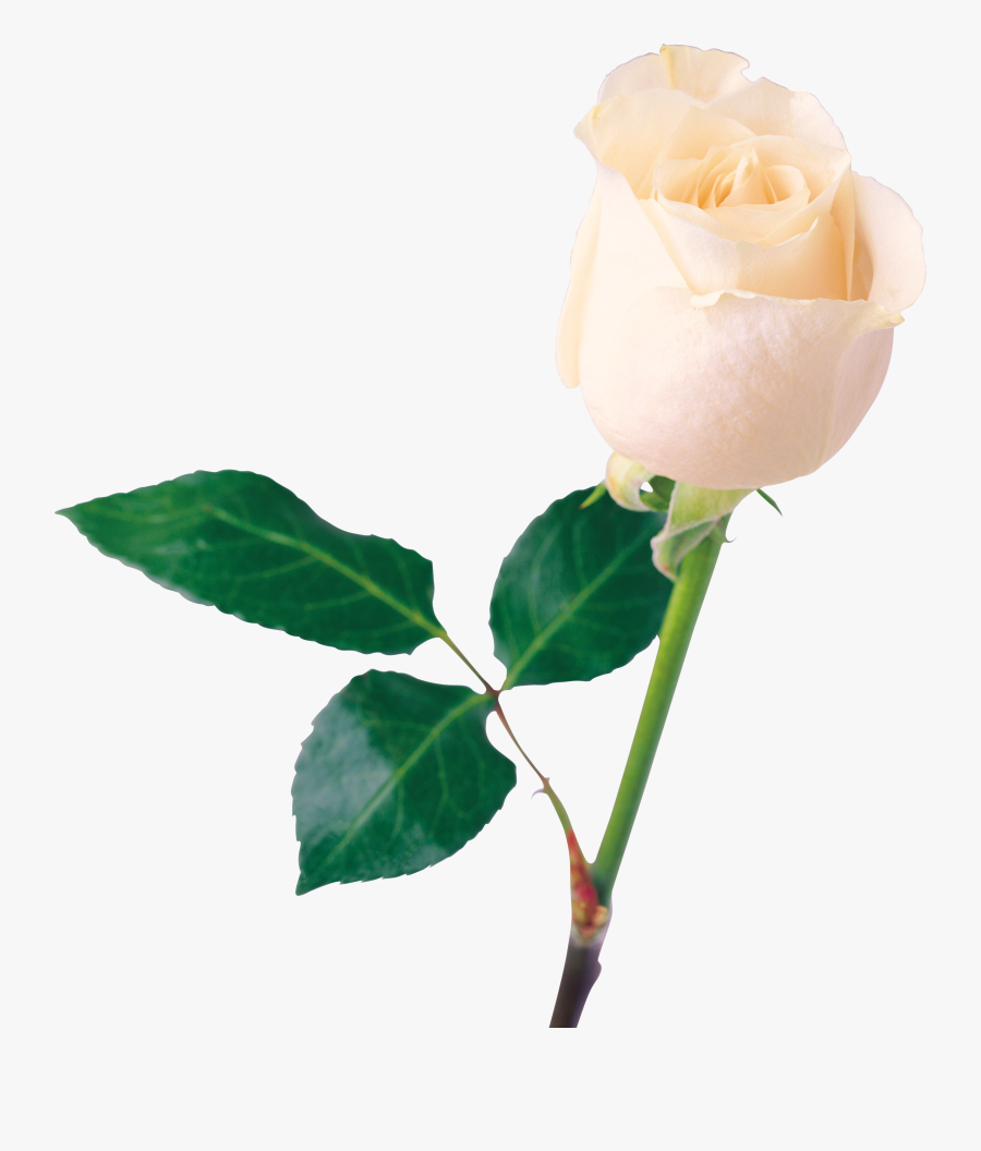 White Rose Png Image, Flower White Rose Png Picture - Flower Images Download White, Transparent Clipart