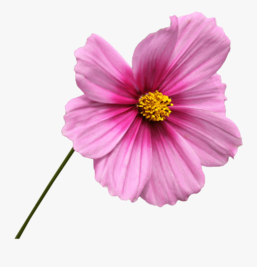 Flower With Stem Png - Cosmos Flower Png, Transparent Clipart