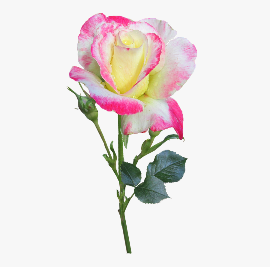 Transparent Rose Stem Png - Hybrid Tea Rose, Transparent Clipart