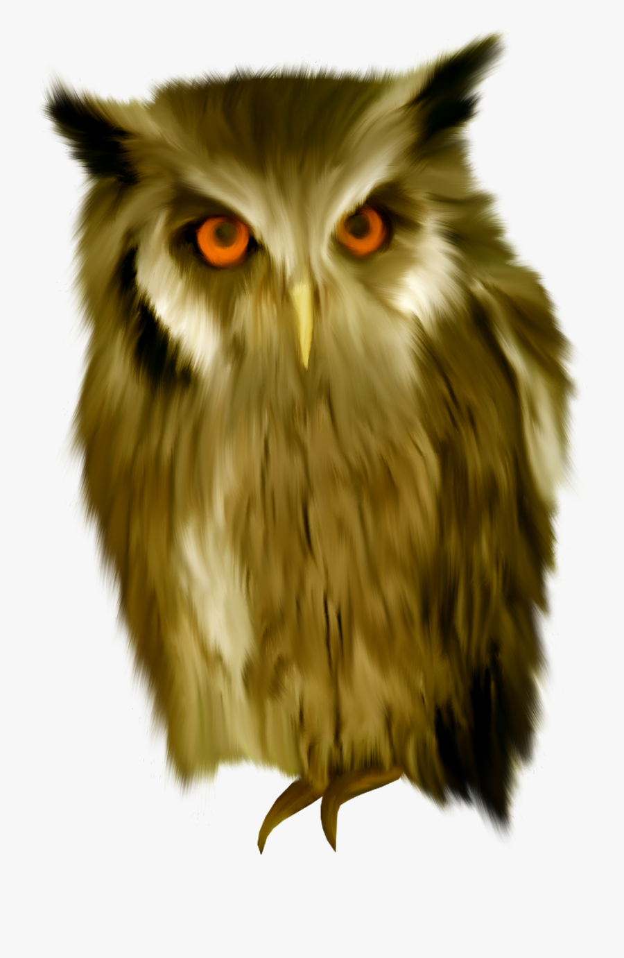 Owl, Transparent Clipart