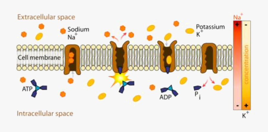 Ions In Cell Membrane, Transparent Clipart