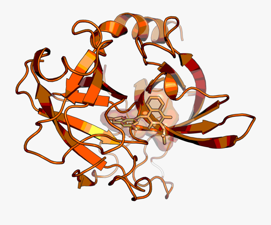 Chymase In Complex With A Close Analog Of Bi-1942 - Graphic Design, Transparent Clipart