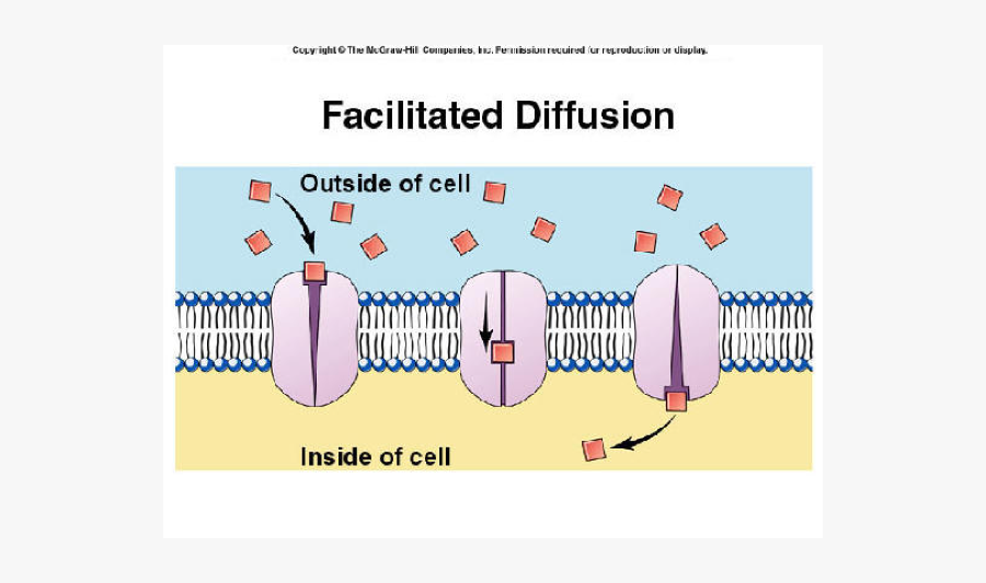 Integral Protein Vs Channel Protein, Transparent Clipart