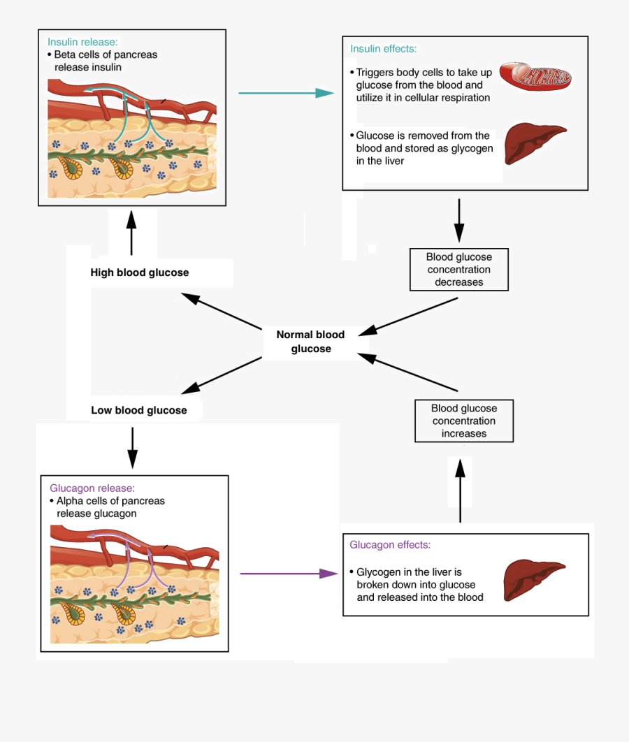 Clipart Free Glucose Drawing Bloodstream - Organ, Transparent Clipart