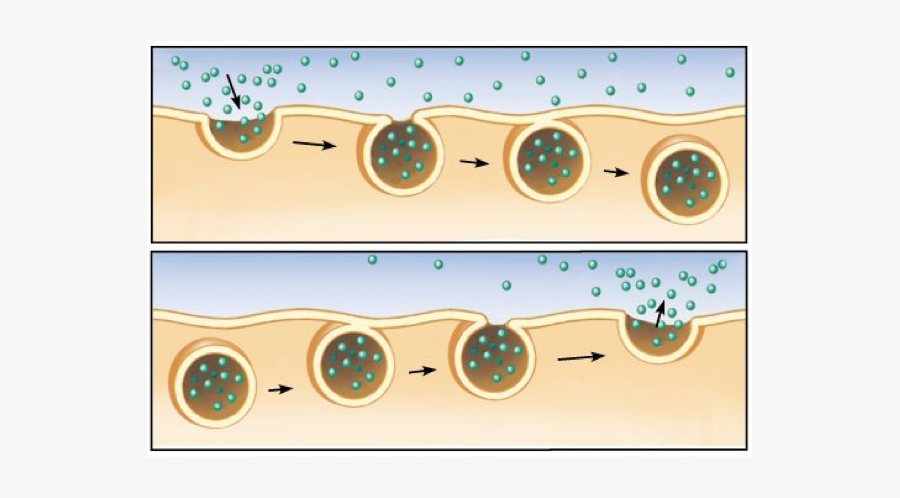 Endocytosis, Transparent Clipart