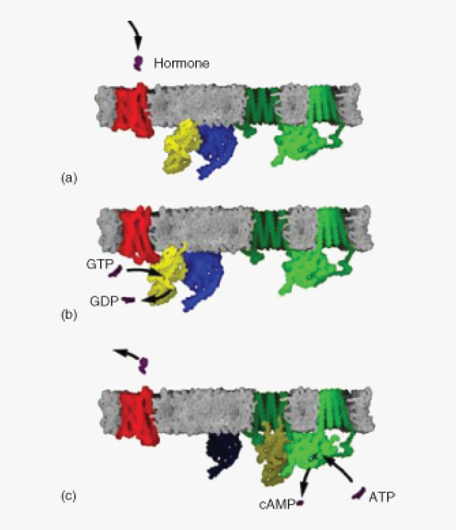 Receptor, Transparent Clipart