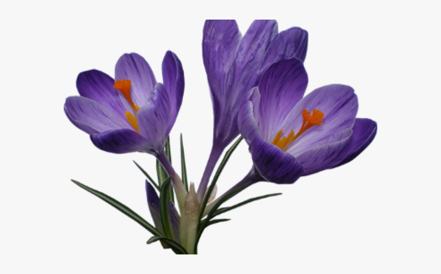Crocus Clipart Transparent - Crocus Png, Transparent Clipart