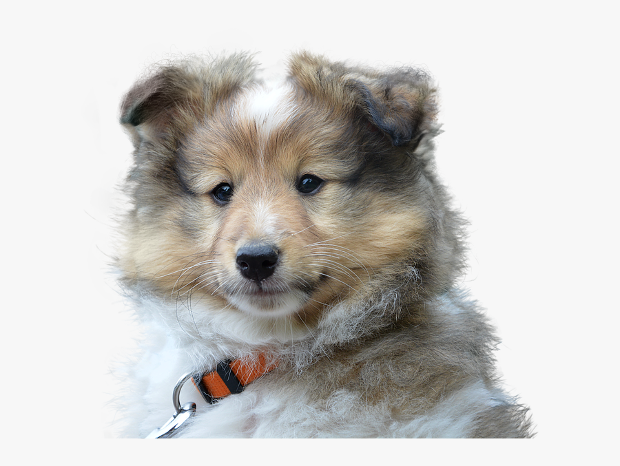 Transparent Sad Puppy Png - Ultra Hd German Shepherd, Transparent Clipart