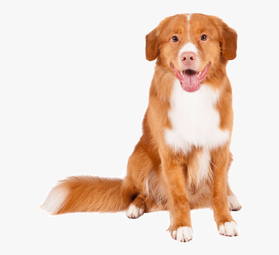 Nova Scotia Duck Tolling Retriever Png, Transparent Clipart