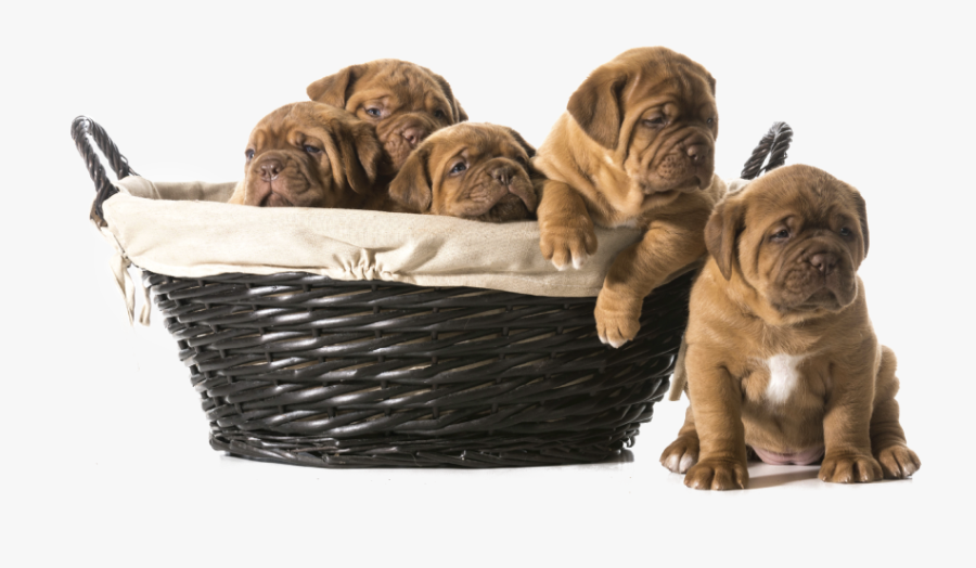 Transparent Sad Puppy Png - Need More Space Remax, Transparent Clipart