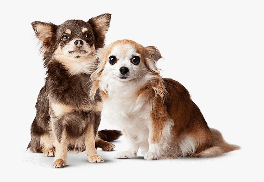 Laipteliai Suniui, Transparent Clipart