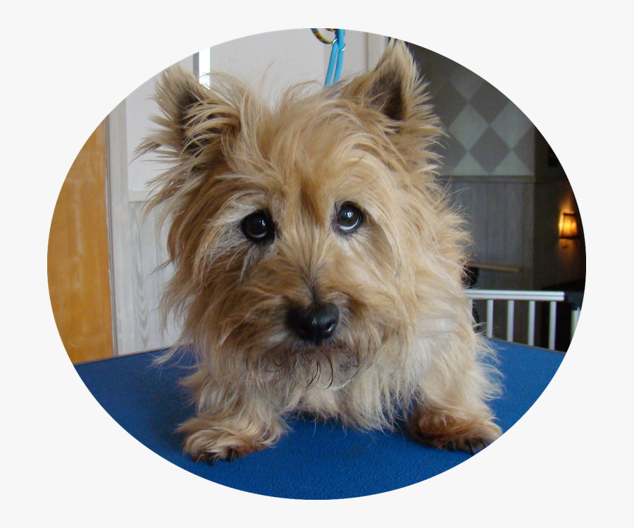 I Have Soulful Eyes I Will Love You With All My Heart - Australian Terrier, Transparent Clipart