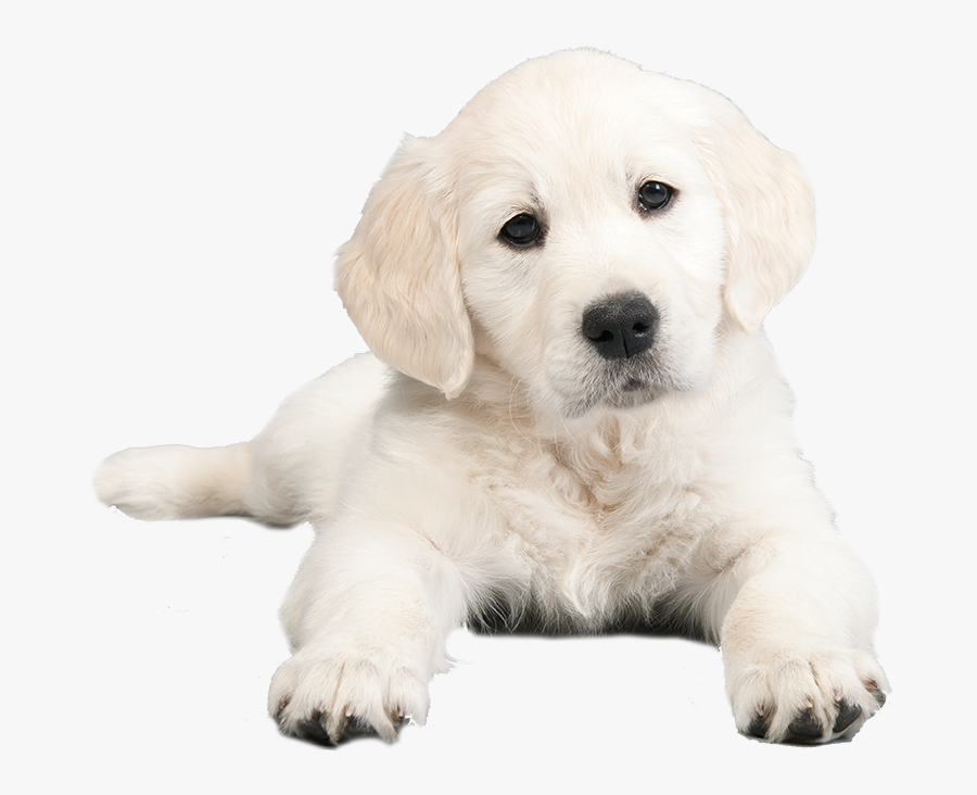 Clip Art Transparent Huge Freebie - Puppy, Transparent Clipart