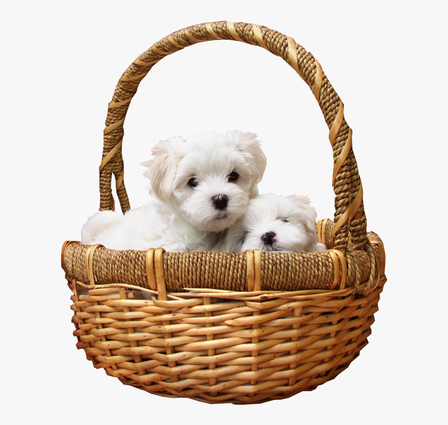 Puppies In Basket Png Transparent Image - Kindness Can Make A Bad Day Good, Transparent Clipart