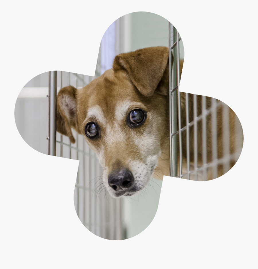 Transparent Sad Puppy Png - Companion Dog, Transparent Clipart