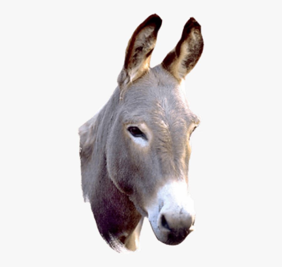 Donkey Head Png Donkey Png , Free Transparent Clipart ClipartKey