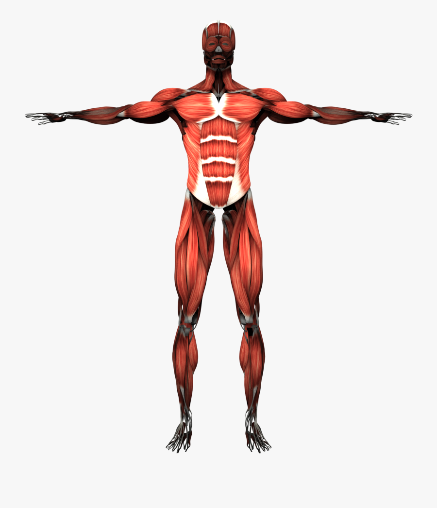 Transparent Muscles Muscular System - Human Body Systems Transparent Background, Transparent Clipart