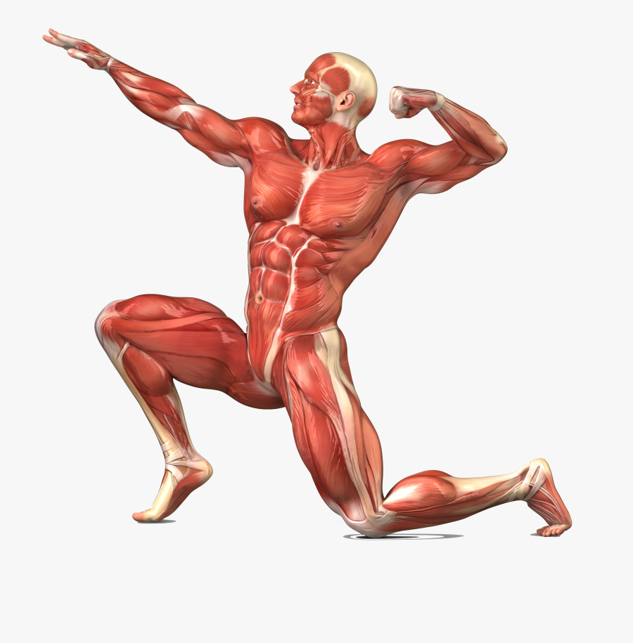 Png Image With Transparent Background - Muscular System No Labels, Transparent Clipart