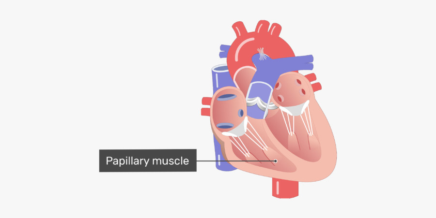 Interior View Of The Papillary Muscle - Unlabelled Heart, Transparent Clipart