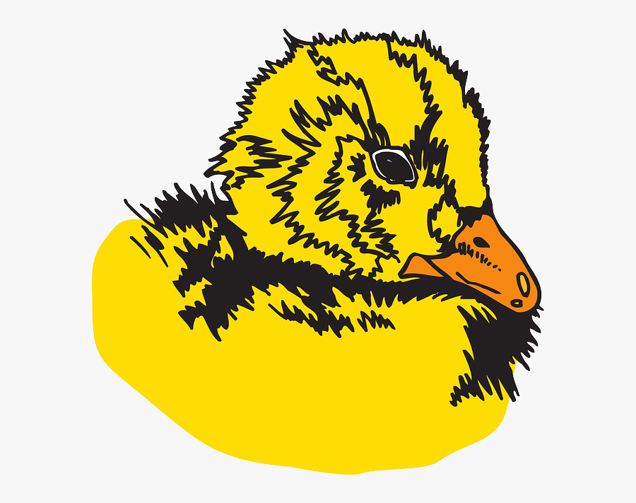 Duck, Transparent Clipart