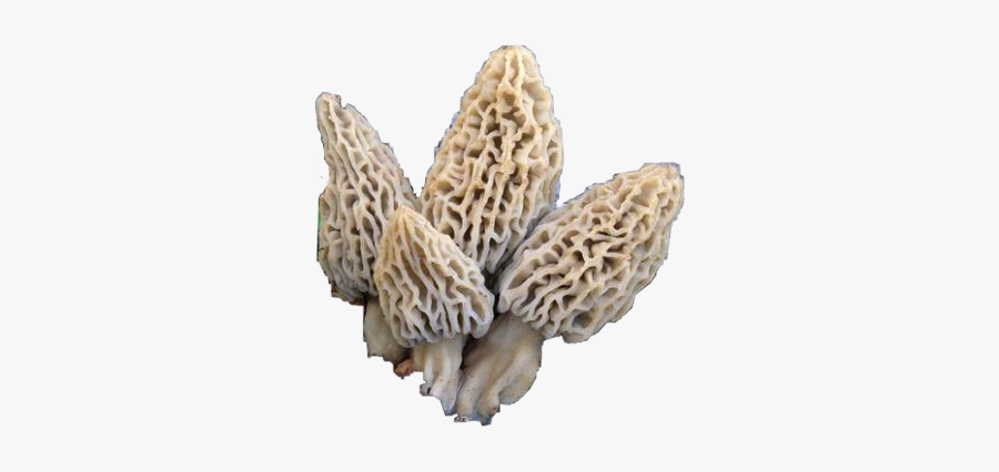 #morel #mushrooms #morelmushrooms #shrooms #nature - False Morel True Morels, Transparent Clipart