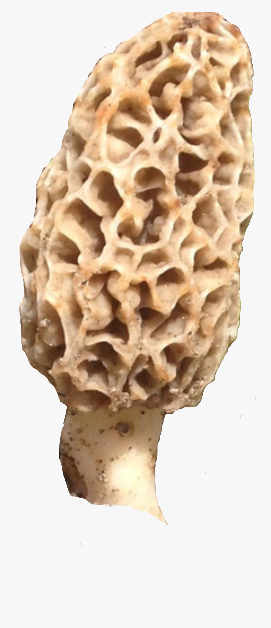 #morel #mushroom #morelmushrooms #shrooms #fungus #fungi - False Morel, Transparent Clipart