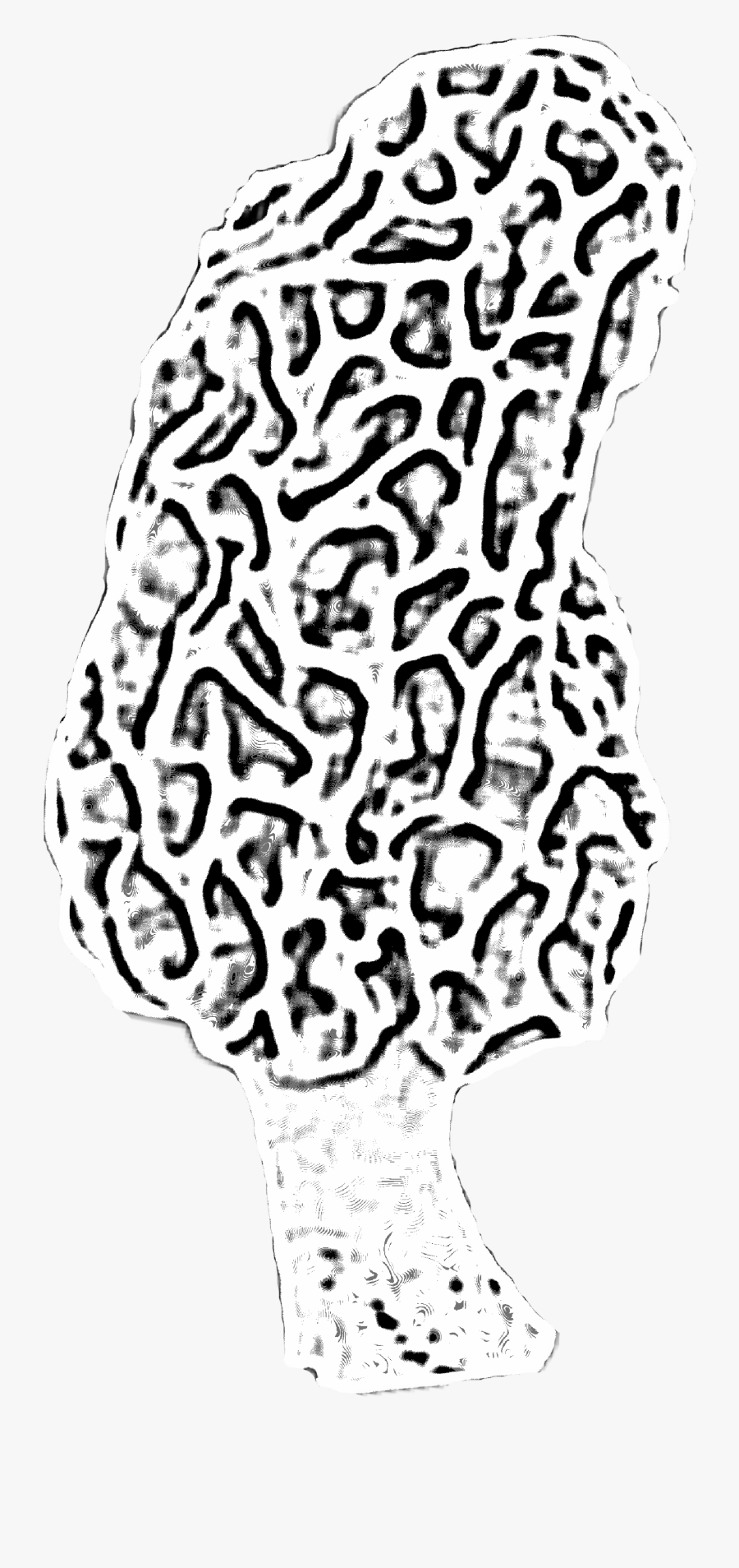 #morel #mushroom #morelmushrooms #shrooms #fungi #blackandwhite - Illustration, Transparent Clipart