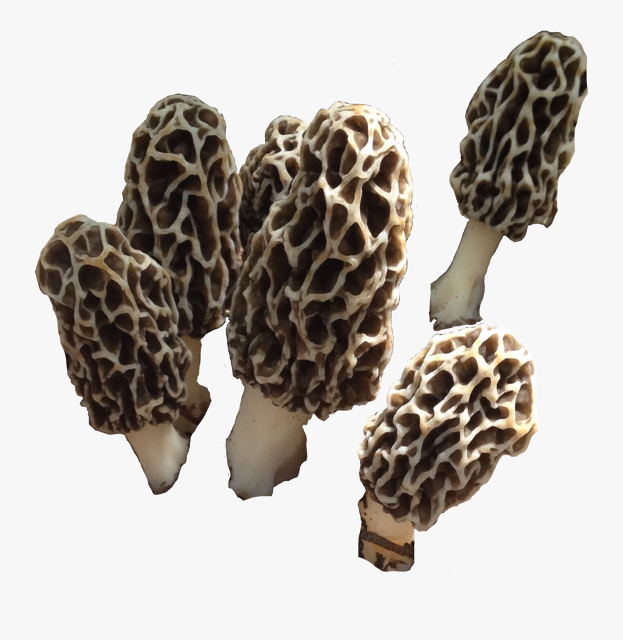 #morelmushroom #mushroom #shroom #fungi #morel #nature - False Morel, Transparent Clipart