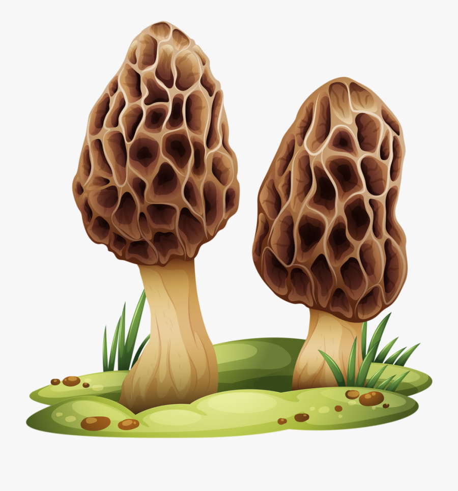 Mushrooms With Transparent Background, Transparent Clipart