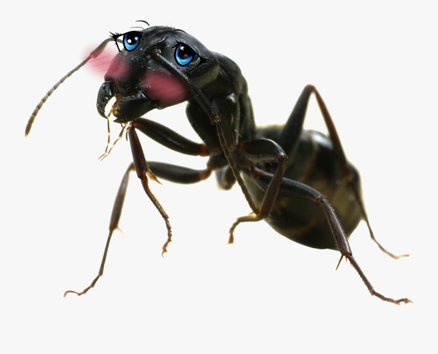 Ant Png Big - Carpenter Ant Png, Transparent Clipart