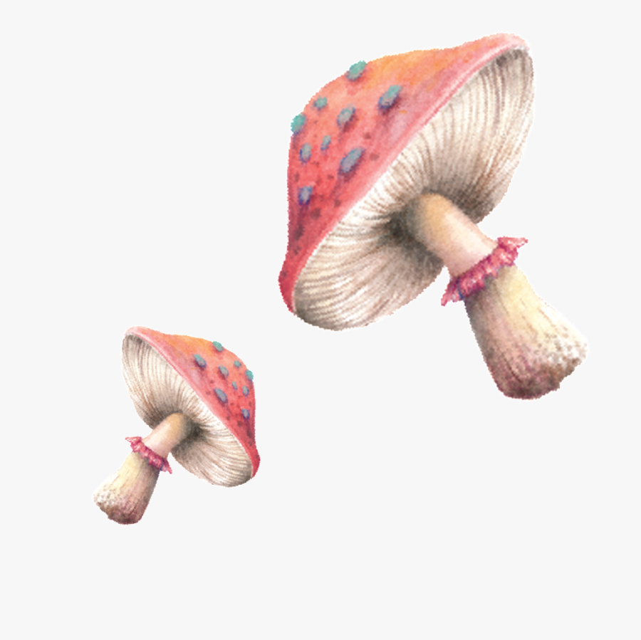Transparent Lovers Png - Shiitake, Transparent Clipart