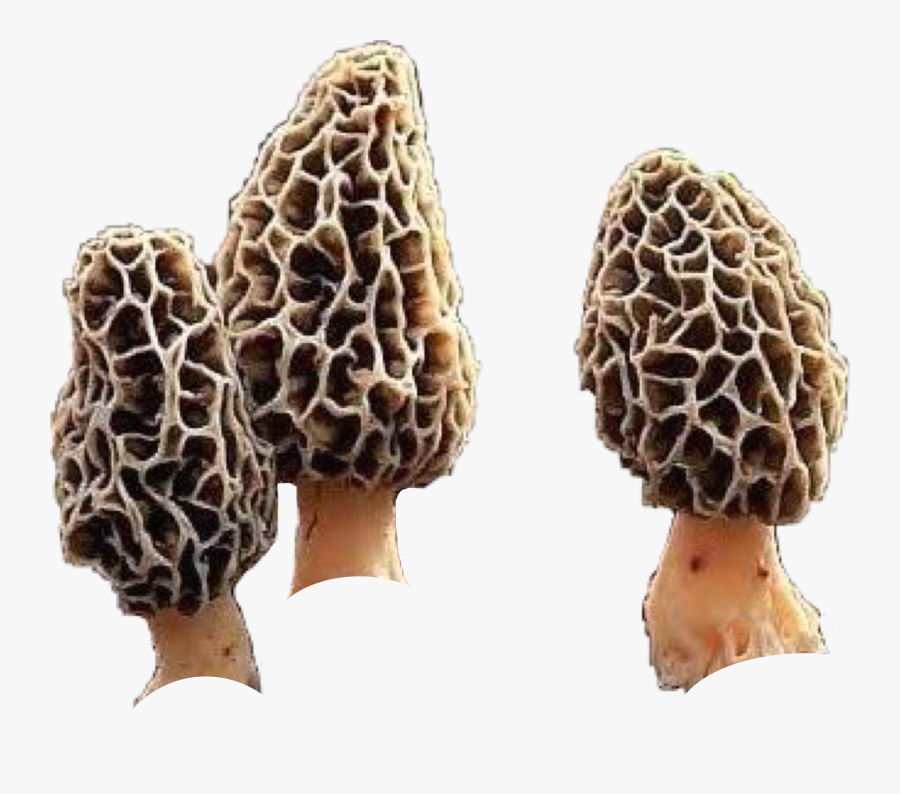 #morels #morelmushrooms #shrooms #mushrooms #natnat7w - Morel Mushrooms, Transparent Clipart