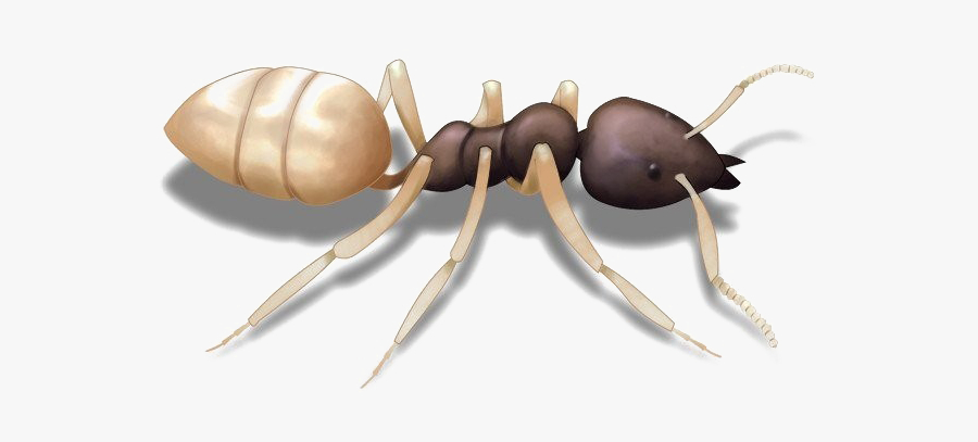 Ants Png Clipart - Ants With White Heads, Transparent Clipart