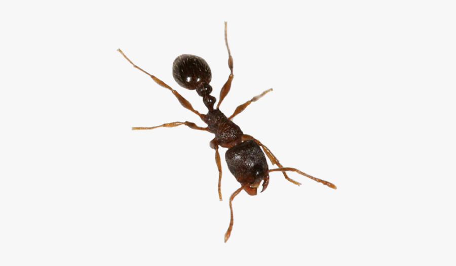 Ants Clipart Army Ant - Ant Transparent Background, Transparent Clipart
