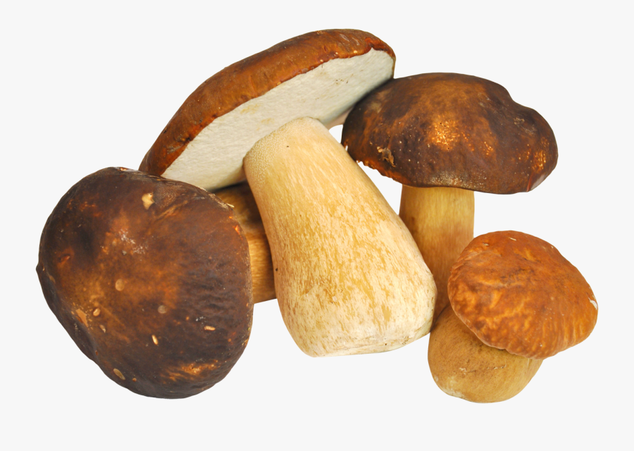 Clip Art Mushroom Png - Mushroom Png, Transparent Clipart
