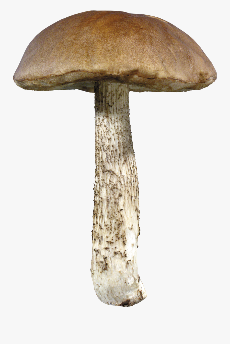 Mushroom Png Image - Mushroom Transparent, Transparent Clipart