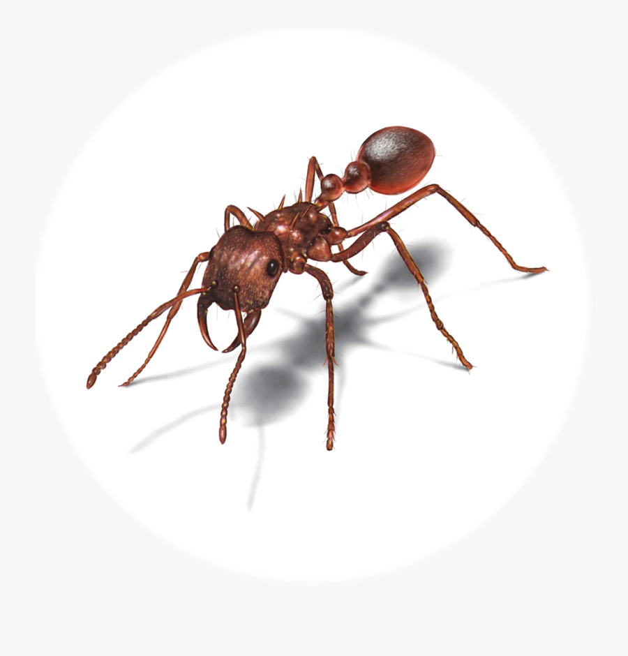 Transparent Hormiga Png - Ants Infographic, Transparent Clipart
