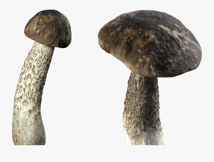 Mushroom Png Image - Mushroom Transparent Background, Transparent Clipart