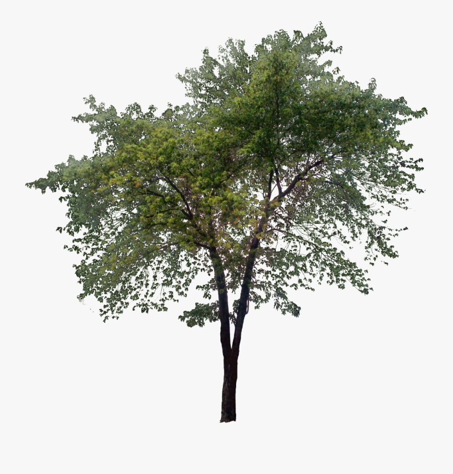 Tall Tree Png - Transparent Tall Tree Png, Transparent Clipart