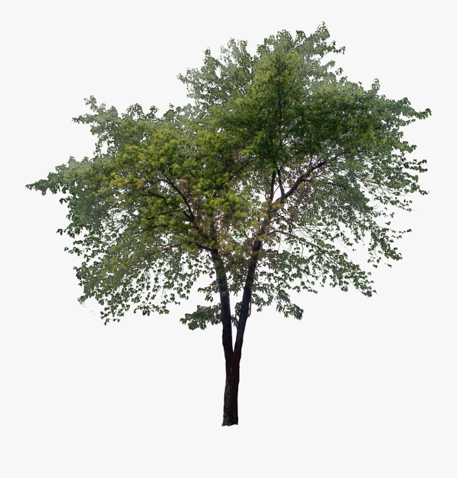 Tall Tree Png Transparent Tall Tree Png Free Transparent Clipart Clipartkey