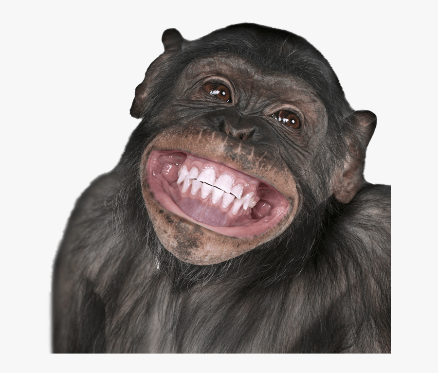 Funny Monkey Png - Monkey Face Transparent, Transparent Clipart