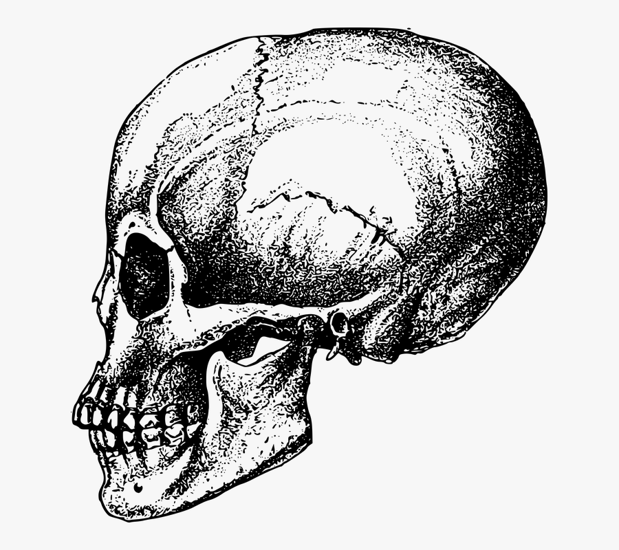 Bone, Game Asset Call, Prognathous, Skeleton, Skull, Transparent Clipart