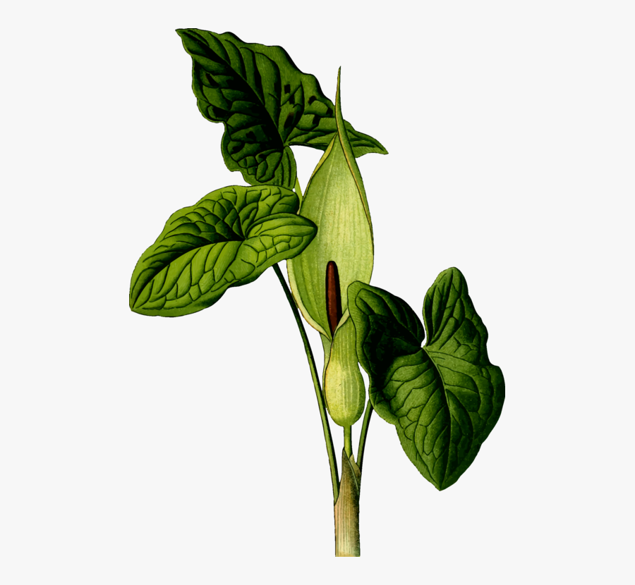 Medicinal Plants * Png, Transparent Clipart