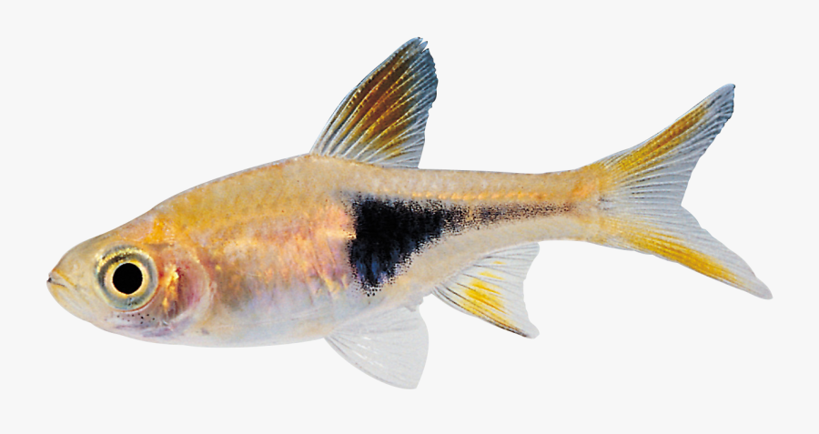 Small Png Hd Images - Swimming Fish Gif Transparent, Transparent Clipart