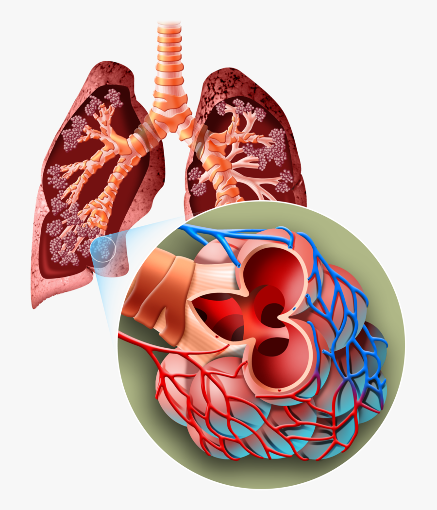 Breathing Why And How Ck Foundation Figure Ⓒ - Lung, Transparent Clipart