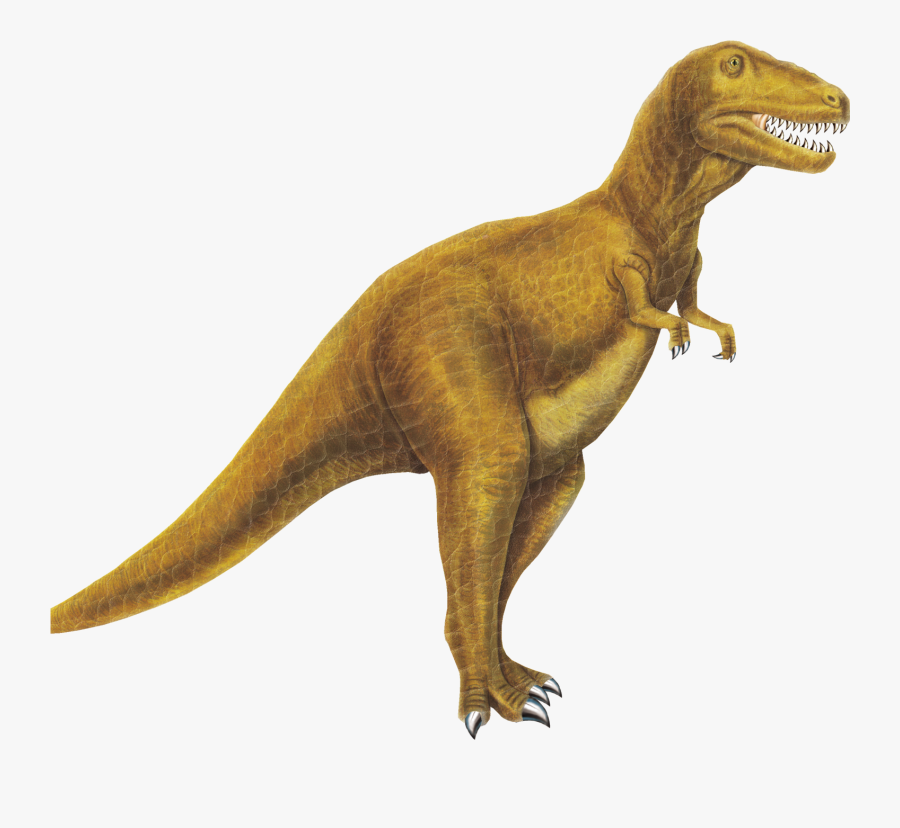 Tyrannosaurus, Transparent Clipart