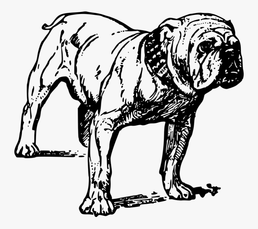 Bulldog, Dog, Animal, Pet, Friend, Mammal, Canine - Bulldog Line Art, Transparent Clipart