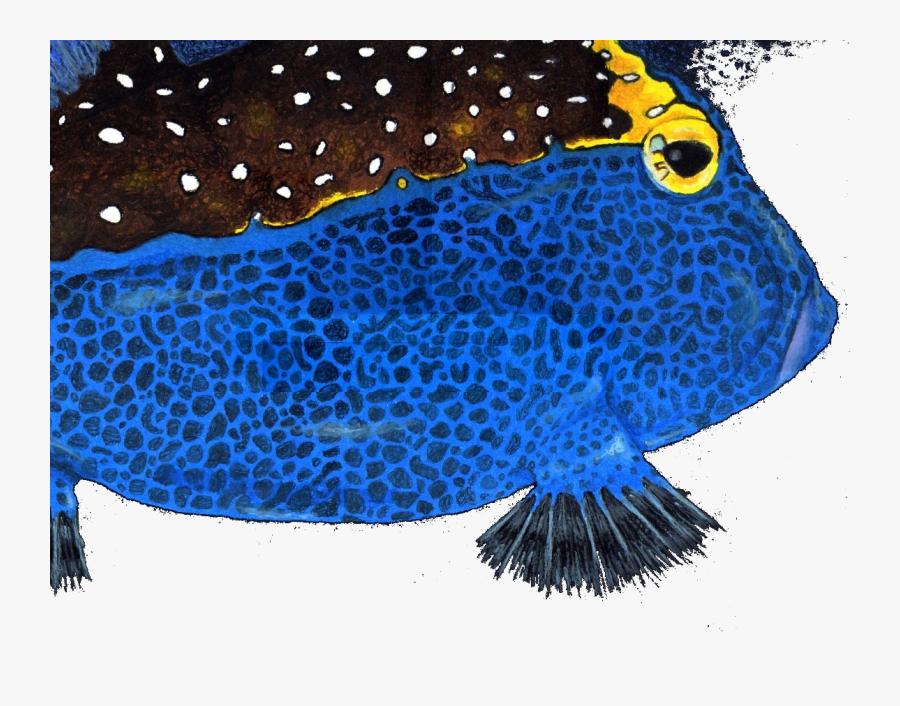 Boxfishes And Trunkfish, Transparent Clipart