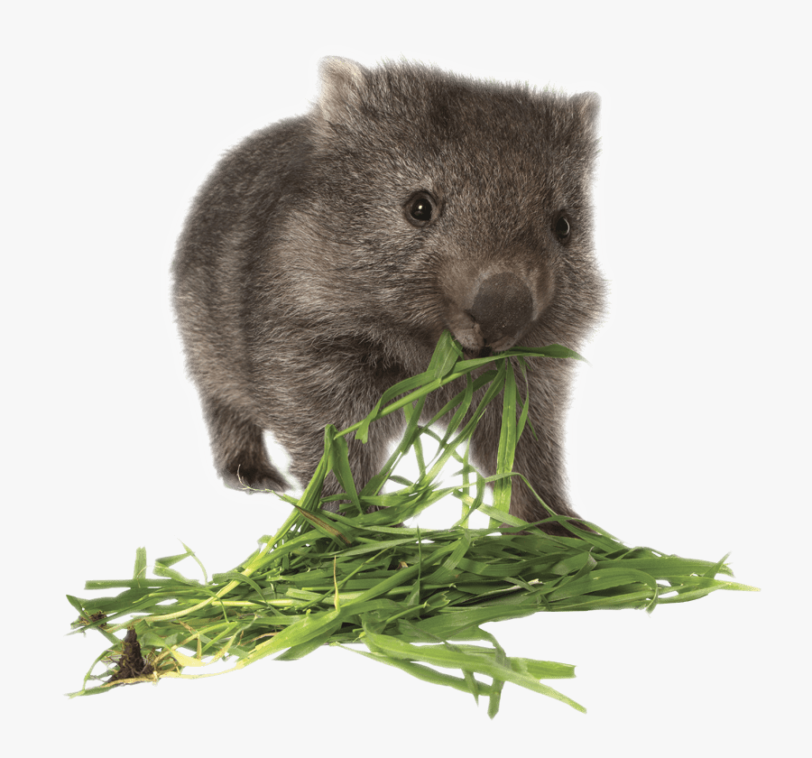 Wombat Eating Grass - Wombat Transparent Background, Transparent Clipart