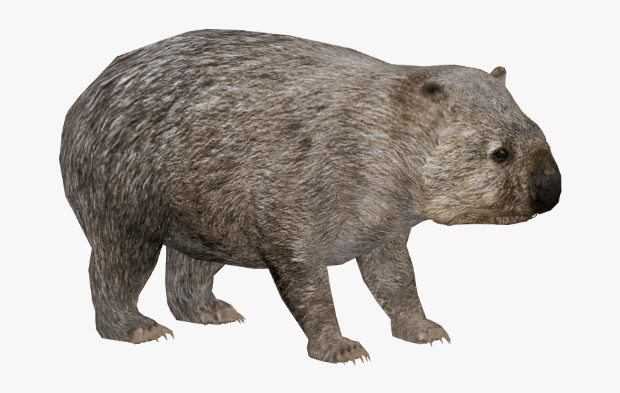 Wombat Png, Transparent Clipart